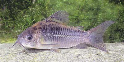 Corydoras sp. C41